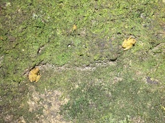 Scinax muriciensis
