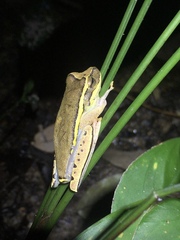Boana freicanecae
