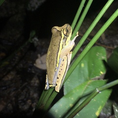 Boana freicanecae