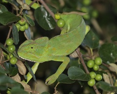 Chamaeleo zeylanicus