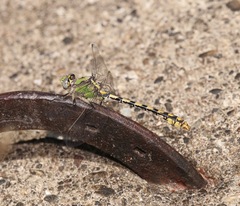 Ophiogomphus occidentis