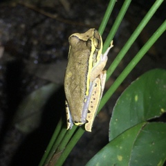 Boana freicanecae