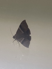 Melipotis fasciolaris