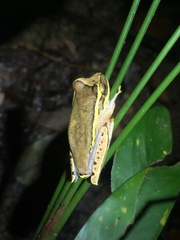 Boana freicanecae