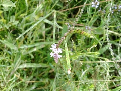 Verbena officinalis