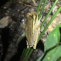 Boana freicanecae