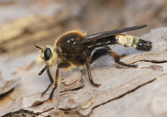 Laphria gibbosa