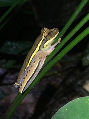 Boana freicanecae