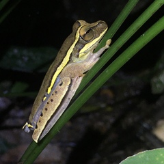 Boana freicanecae
