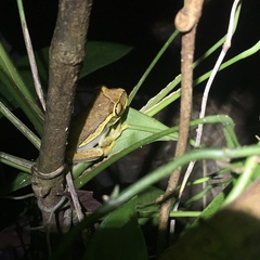 Boana freicanecae