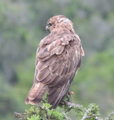 Buteo buteo vulpinus