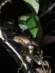 Scinax muriciensis