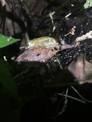 Scinax muriciensis