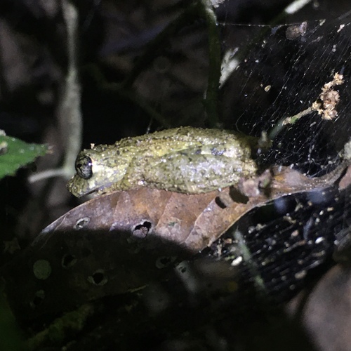 Mata da Bananeira Snouted Tree Frog, Ololygon muriciensis