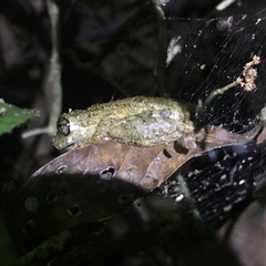 Scinax muriciensis