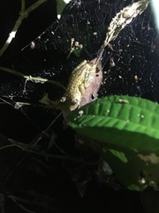 Scinax muriciensis