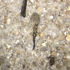 Boana freicanecae