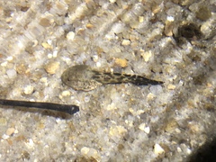 Boana freicanecae
