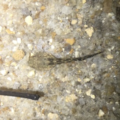 Boana freicanecae