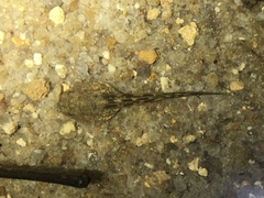 Boana freicanecae
