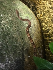 Bothrops muriciensis