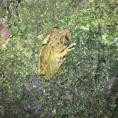 Scinax muriciensis