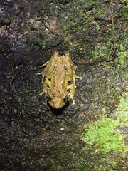 Scinax muriciensis