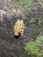 Scinax muriciensis