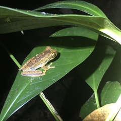 Boana freicanecae