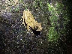 Scinax muriciensis