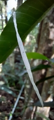 Ariamnes