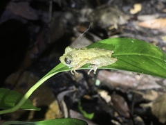 Scinax muriciensis