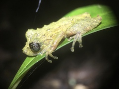 Scinax muriciensis