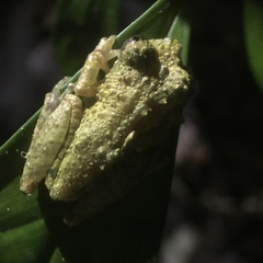 Scinax muriciensis