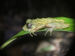 Scinax muriciensis