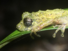 Scinax muriciensis
