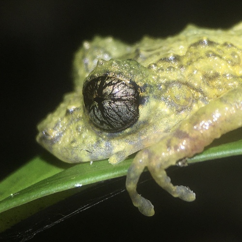 Mata da Bananeira Snouted Tree Frog