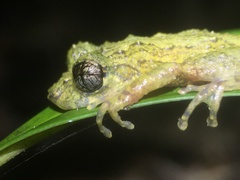 Scinax muriciensis