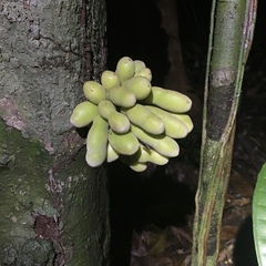 Annonaceae