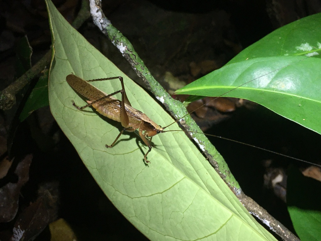 Starkonsa nigrifrons