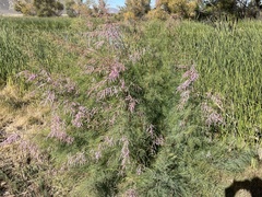 Tamarix chinensis