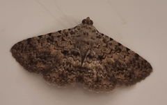 Polydesma umbricola