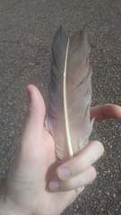 Antigone canadensis pulla