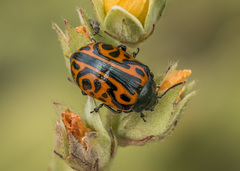 Calligrapha mexicana