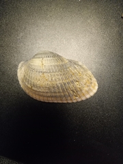 Anadara secticostata