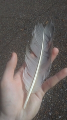 Antigone canadensis pulla