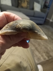 Anadara secticostata