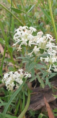 Pimelea