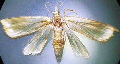 Diatraea saccharalis