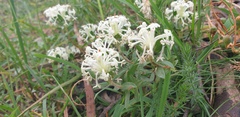Pimelea